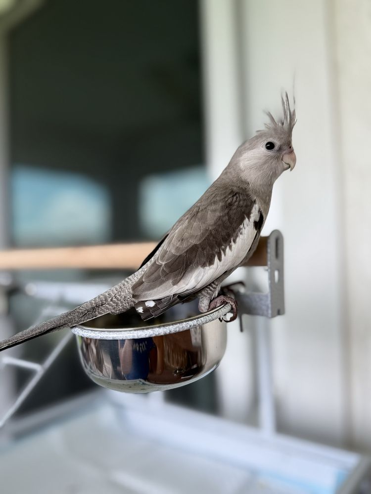 Palenzuela Feed Pet Store Image