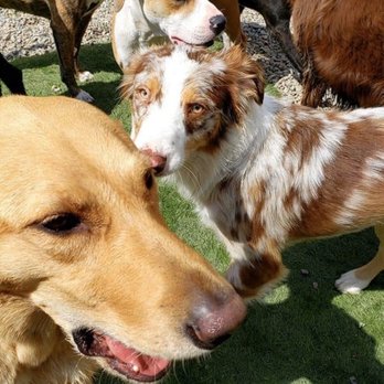 Doggie Days - Cash update from the staff! - Pet Boarding Near Me - Carson City, Nevada Doggie Days - Cash update from the staff! - Pet Boarding Near Me - Carson City, Nevada
