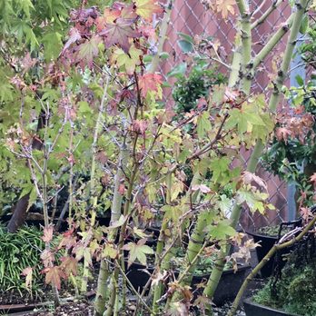 Maruyama Bonsai Nursery - Nurseries & Gardening Near Me - Sacramento, California