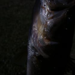 R and J Bait and Tackle