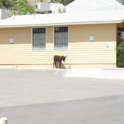 Blue Diamond Park - A baby burro stands outside the post office