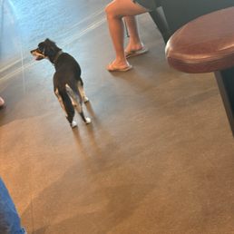Crazy how they allowed this dog In, was trying to bite people and it was unleashed to. Lwk nasty Crazy how they allowed this dog In, was trying to bite people and it was unleashed to. Lwk nasty