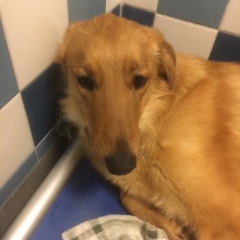 Lucky Paws - Pet Adoption Near Me - Albuquerque, New Mexico
