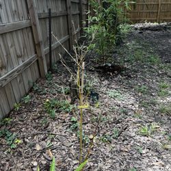 Houston Bamboo Nursery