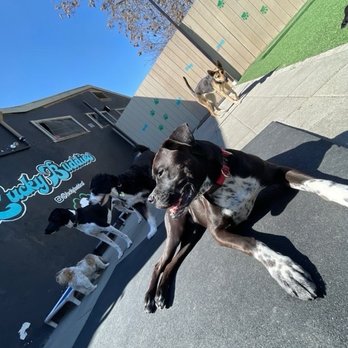 Lucky Buddies Pet Sitting - One of the great pictures from the report card - Pet Boarding Near Me - San Jose, California Lucky Buddies Pet Sitting - One of the great pictures from the report card - Pet Boarding Near Me - San Jose, California