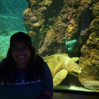 Turtle Reef at Sea World - Aquariums Near Me - San Diego, California Turtle Reef at Sea World - Aquariums Near Me - San Diego, California
