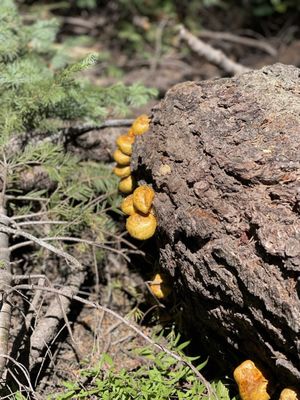 Sequoia National Forest by null