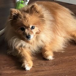 Ark Animal Clinic - 2 days before she passed on 04/15/24