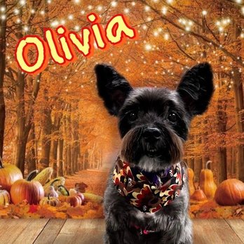 Shellie's Grooming & Supply - Senior pups - Pet Stores Near Me - Oviedo, Florida