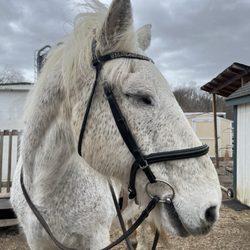 Seaton Hackney Stables - Magical creature