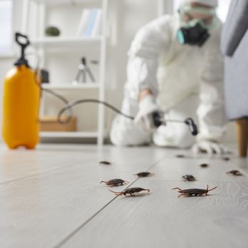 Polaris Pest Control - Pest Control Near Me - Albuquerque, New Mexico