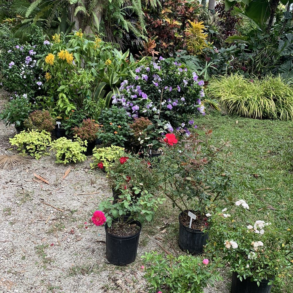 Jesse Durko's Nursery - Nurseries & Gardening Near Me - Davie, Florida Jesse Durko's Nursery - Nurseries & Gardening Near Me - Davie, Florida