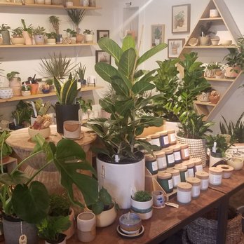 Frond Plant Shop - Nurseries & Gardening Near Me - Austin, Texas