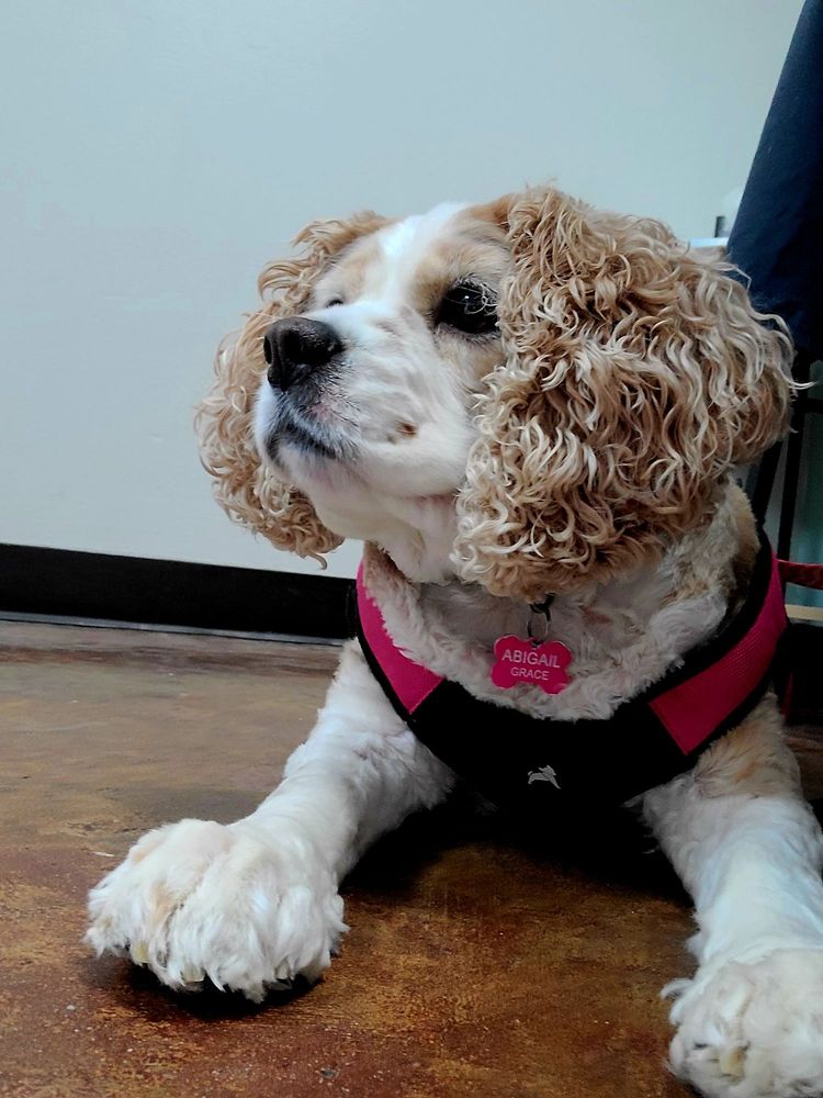 ELMORE ROAD VETERINARY CLINIC Updated September 2024 20 Reviews