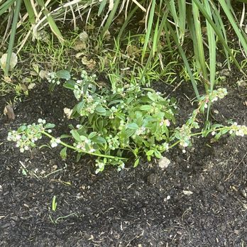 Present Perfect - Blueberry - Nurseries & Gardening Near Me - Pasadena, California