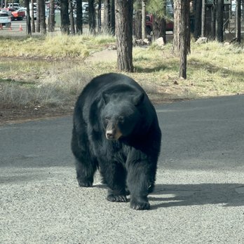 Bearizona - Black bear - Zoos Near Me - Williams, Arizona