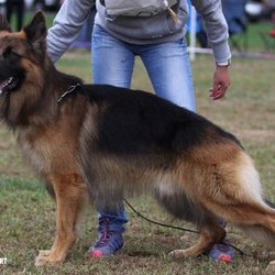 Bark Fit's LSH male competing in the national show ring!