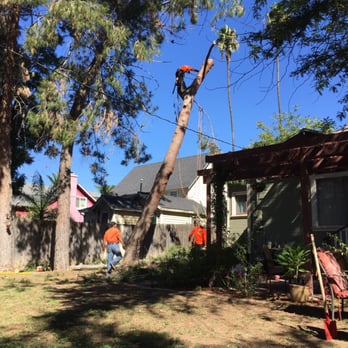 Big Leaf Tree Care - Tree Services Near Me - Rancho Cucamonga, California
