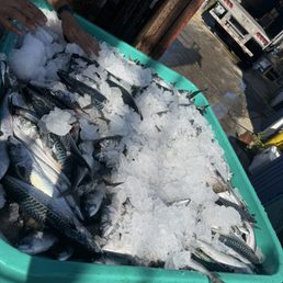 Premium mackerel Premium mackerel