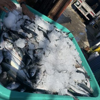 Scales - Premium mackerel - Seafood Near Me - Portland, Maine Scales - Premium mackerel - Seafood Near Me - Portland, Maine