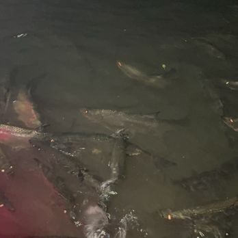 Tarpon's Table - Feeding the Tarpon's - New American Near Me - Red Hook, Virgin Islands