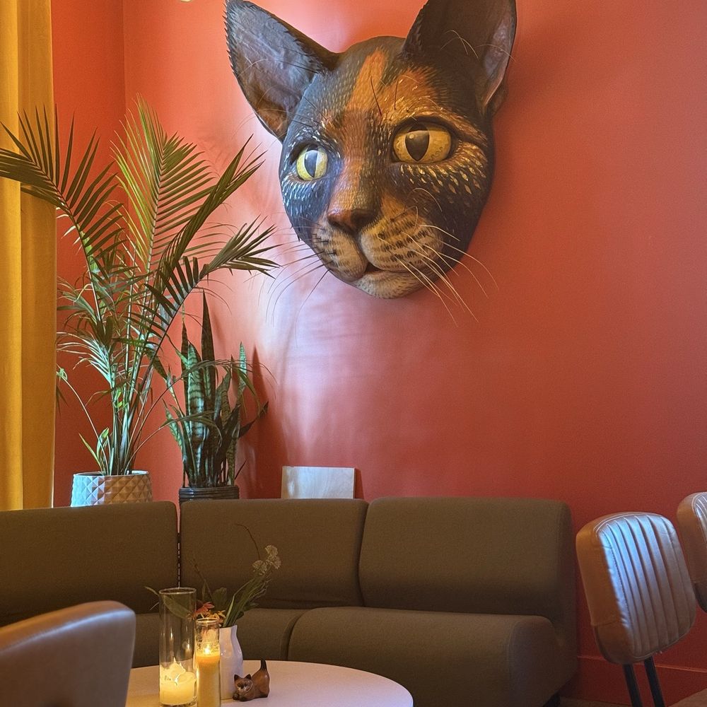 Big Cat - Interior - Mediterranean Near Me - Raleigh, North Carolina Big Cat - Interior - Mediterranean Near Me - Raleigh, North Carolina