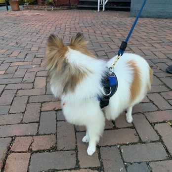 Paw Spa - Pet Groomers Near Me - Alexandria, Virginia