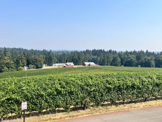 Hawks View Winery by null