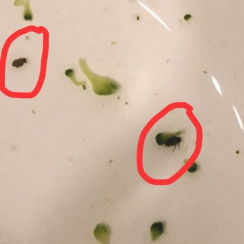 Costco Wholesale - Nasty bugs inside Broccoli - Wholesale Stores Near Me - Frisco, Texas