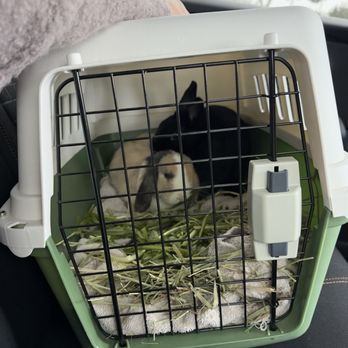 Bunny World Foundation - Community Service/Non-Profit Near Me - Los Angeles, California Bunny World Foundation - Community Service/Non-Profit Near Me - Los Angeles, California