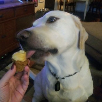 Smallcakes Medallion - Leonidas thanks you! Love those pupcakes! - Cupcakes Near Me - Dallas, Texas Smallcakes Medallion - Leonidas thanks you! Love those pupcakes! - Cupcakes Near Me - Dallas, Texas