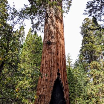 Kings Canyon National Park - Grant Grove - Parks Near Me - Three Rivers, California Kings Canyon National Park - Grant Grove - Parks Near Me - Three Rivers, California