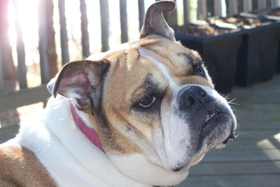 Walk 'n' Waggles - pet boarding facility in Buffalo, NY