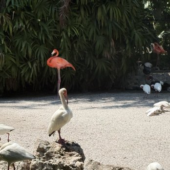 Flamingo Gardens - Botanical Gardens Near Me - Davie, Florida Flamingo Gardens - Botanical Gardens Near Me - Davie, Florida