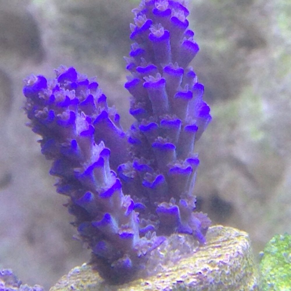 Manhattan Aquariums - My new Beautiful Australian Blue Acropora in my mixed reef from Manhattan Aquariums - Aquarium Services Near Me - Queens, New York Manhattan Aquariums - My new Beautiful Australian Blue Acropora in my mixed reef from Manhattan Aquariums - Aquarium Services Near Me - Queens, New York