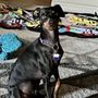 Rocket Dog Rescue
