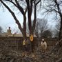 Photo of Peter's Tree Trimming and Landscape Service
