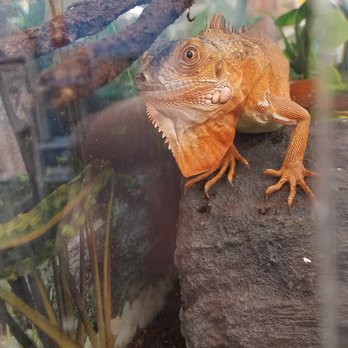Petco - This guy wasn't too compliant for pictures, but you can see some of the shed stuck to his face - Pet Stores Near Me - Concord, New Hampshire