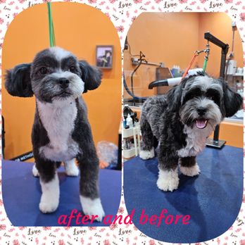 Sun's Pet Grooming - Before and after - Pet Groomers Near Me - Rancho Palos Verdes, California Sun's Pet Grooming - Before and after - Pet Groomers Near Me - Rancho Palos Verdes, California