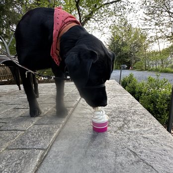 The Legendary Neff Haus Ice Cream - Pup Cup - Ice Cream & Frozen Yogurt Near Me - Harmony, Pennsylvania The Legendary Neff Haus Ice Cream - Pup Cup - Ice Cream & Frozen Yogurt Near Me - Harmony, Pennsylvania