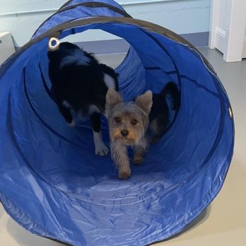 Dogdrop - Pet Boarding Near Me - Los Angeles, California Dogdrop - Pet Boarding Near Me - Los Angeles, California