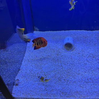Lighthouse Aquatics - Best selection of fish too! - Aquarium Services Near Me - Indio, California