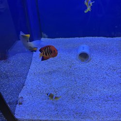 Lighthouse Aquatics - Best selection of fish too!