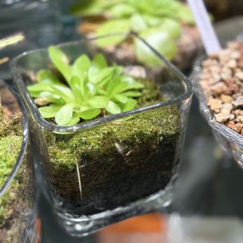 Plant'd - Nurseries & Gardening Near Me - San Francisco, California