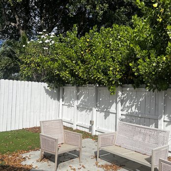 El Jicaro - The Before. Overgrown and Going to my neighbor's yard - Tree Services Near Me - Miami, Florida