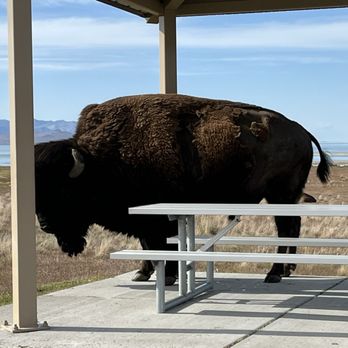 Antelope Island State Park - Bison super close! - Hiking Near Me - Syracuse, Utah Antelope Island State Park - Bison super close! - Hiking Near Me - Syracuse, Utah