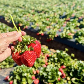 Kenny's Strawberry Farm - Fruits & Veggies Near Me - Fallbrook, California