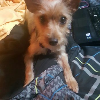 All Wags to Whiskers - Really? The camera again? This is Everly - Pet Groomers Near Me - Springfield, Missouri All Wags to Whiskers - Really? The camera again? This is Everly - Pet Groomers Near Me - Springfield, Missouri