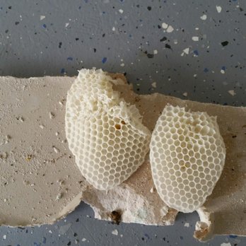 Scott the Bee Man - The bees had been working on this for less than a day! - Pest Control Near Me