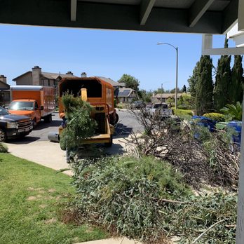 One Day Tree service - Tree Services Near Me - Los Angeles, California One Day Tree service - Tree Services Near Me - Los Angeles, California